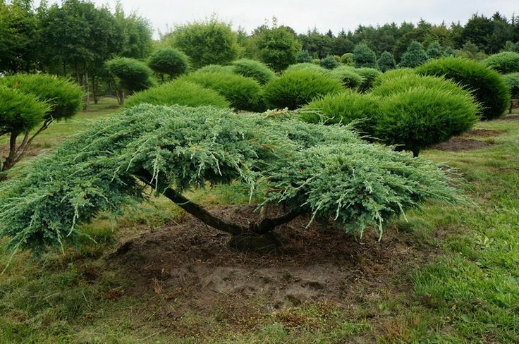 Cossack juniper in the form of bonsai