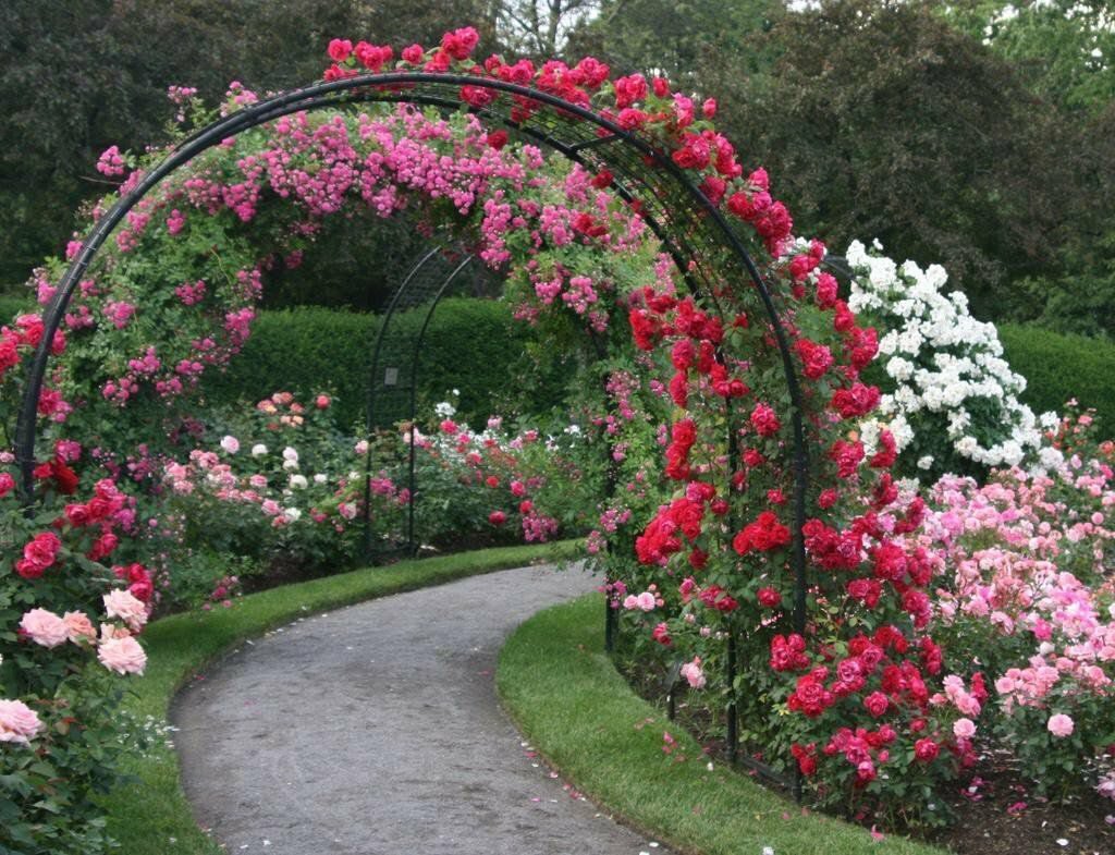 Azote de rosas florecientes en un arco de metal