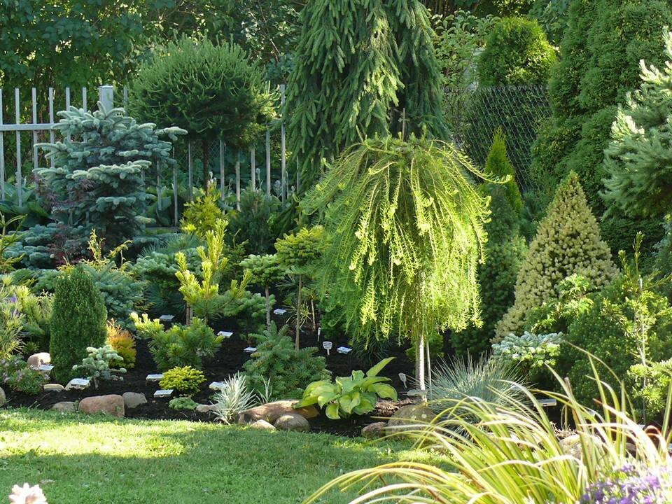 Garden arrangement of evergreen plants