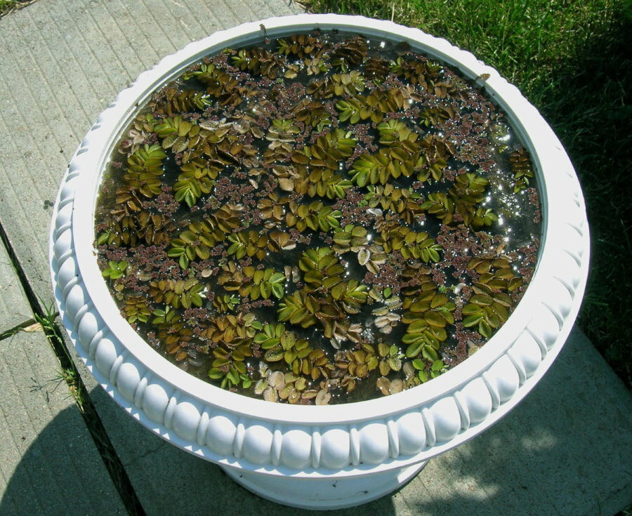 Mini pond with plants in a concrete bowl