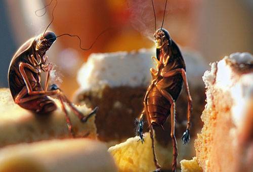 Kaip greitai ir amžinai atsikratyti tarakonų bute?