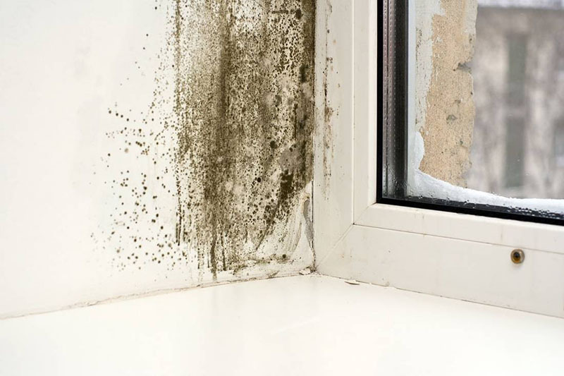 The most vicious of the unexpected settlers can be black mold, which causes many dangerous diseases, including lung damage.