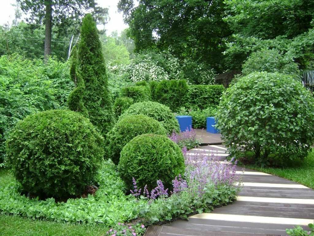 composizioni di conifere in giardino