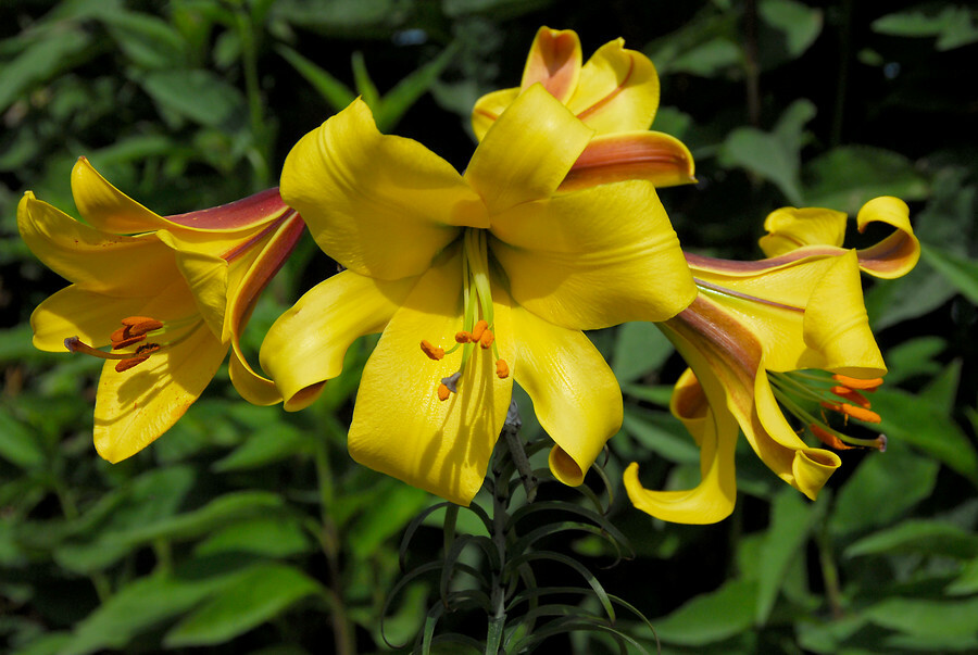 Gelbe Knospen an den Stielen der Golden Splendor Lilie