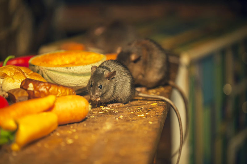 Ratones al alimentarse