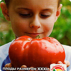 Frø Tomat Bugay Red, 20 stk., Siberian Garden