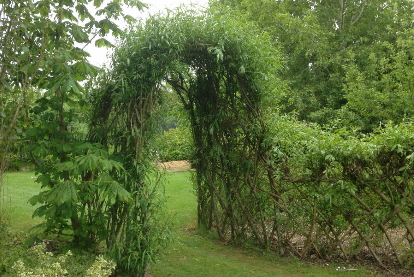 Living arch of common willow in a suburban area