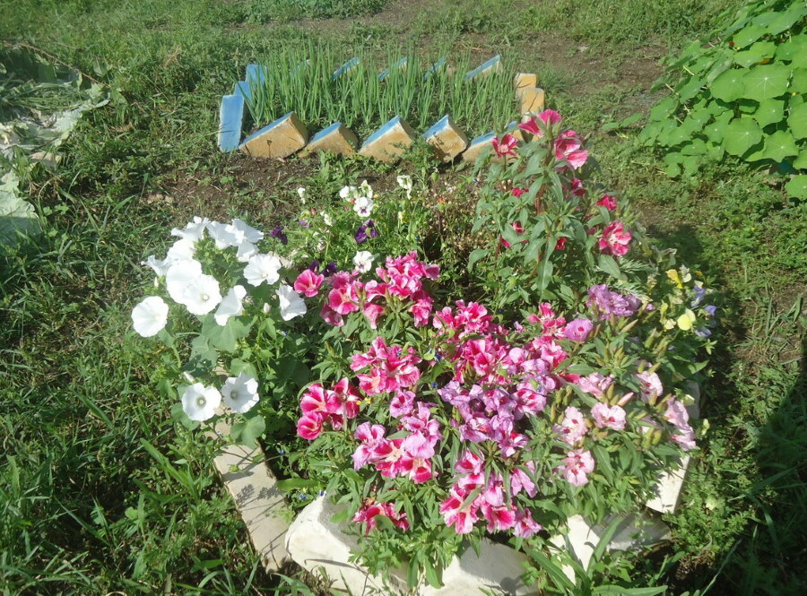 Cama de flores simple con lavater en su cabaña de verano