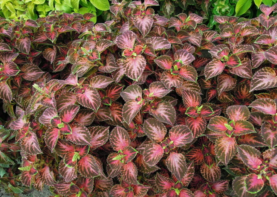 Coloring of leaves of Coleus variety Wizard Pastel