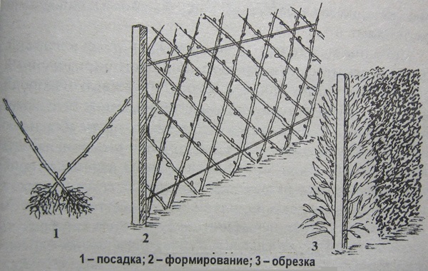 Scheme of the formation of a green wall from living willow twigs