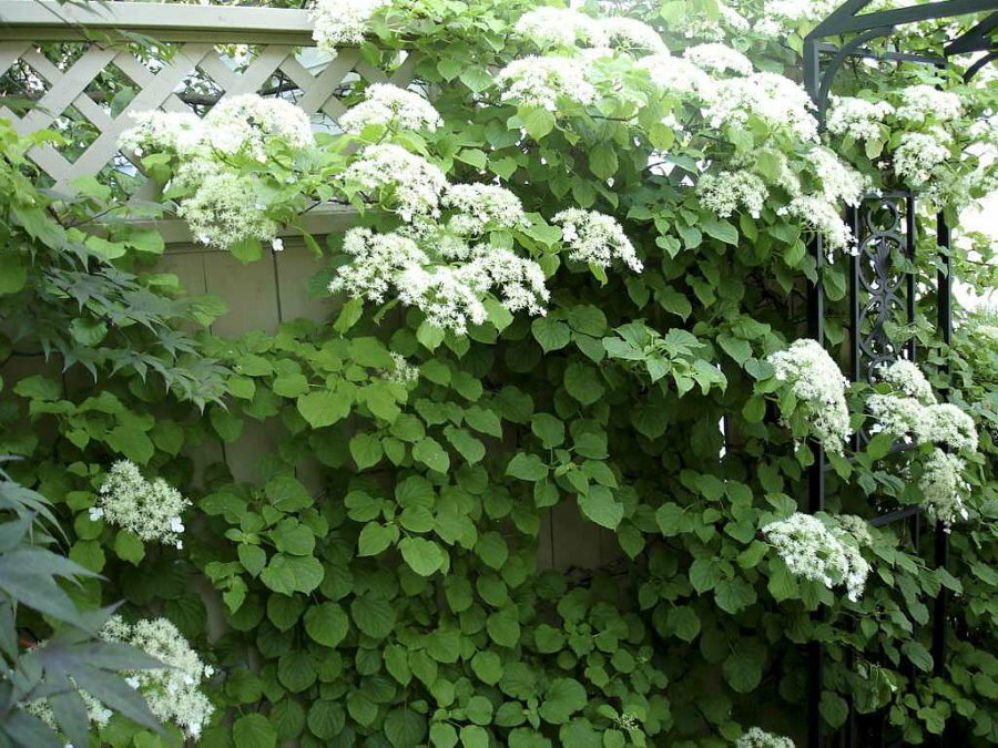 Decor of a wooden fence with petiolate hydrangea