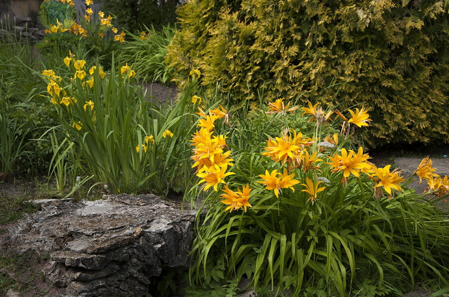 Hémérocalles jaune orangé dans un parterre de fleurs près d'une pierre