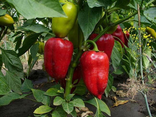 The best varieties of peppers for 2016