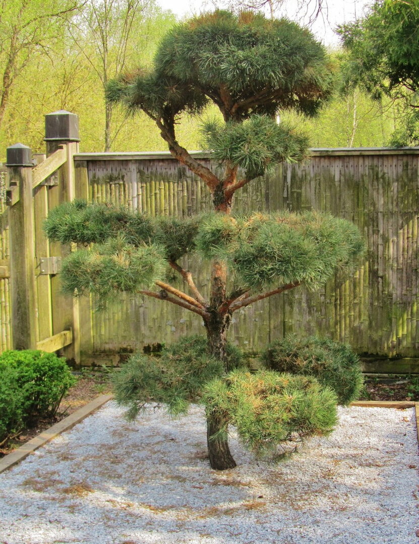 DIY pine garden bonsai