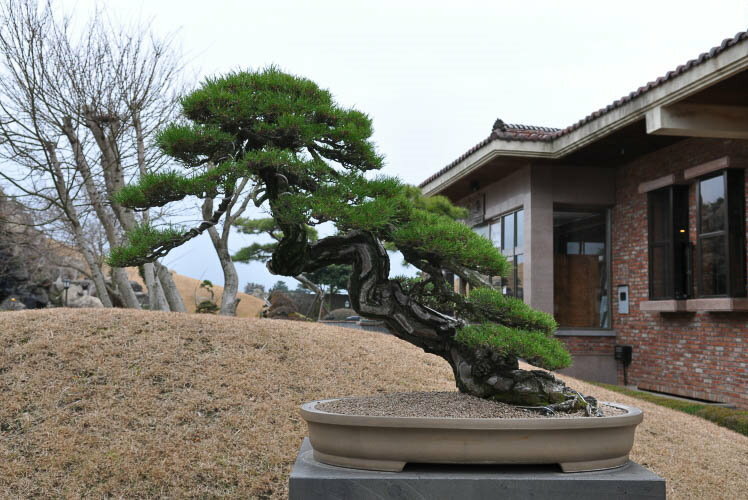 Japanese style garden bonsai shakan