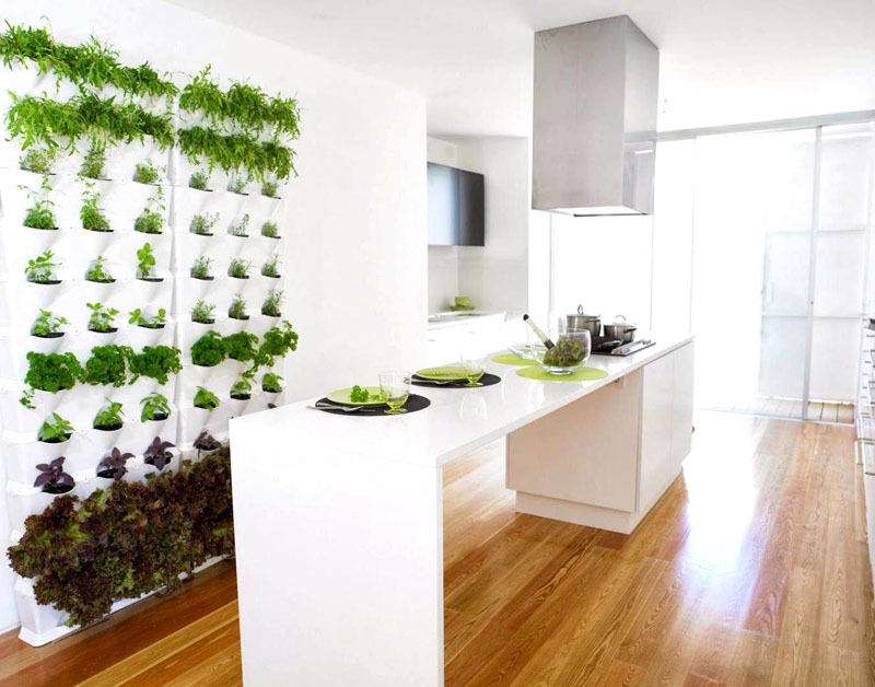 How to organize a mini-garden in the kitchen: choosing plants, organizing what is needed