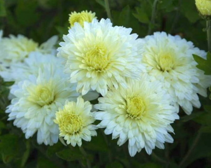 Double chrysanthemum flowers of the Snowball variety
