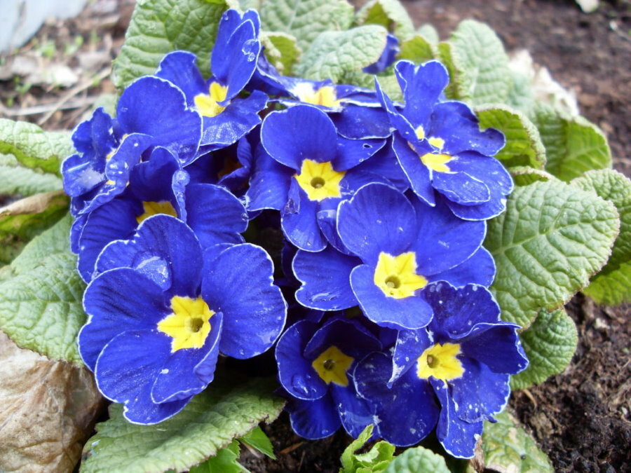 Fiori lilla-blu su un cespuglio di primula perenne