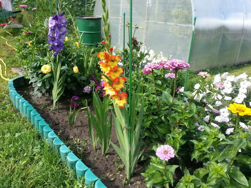 nápady na fotografiu gladiolov v záhrade