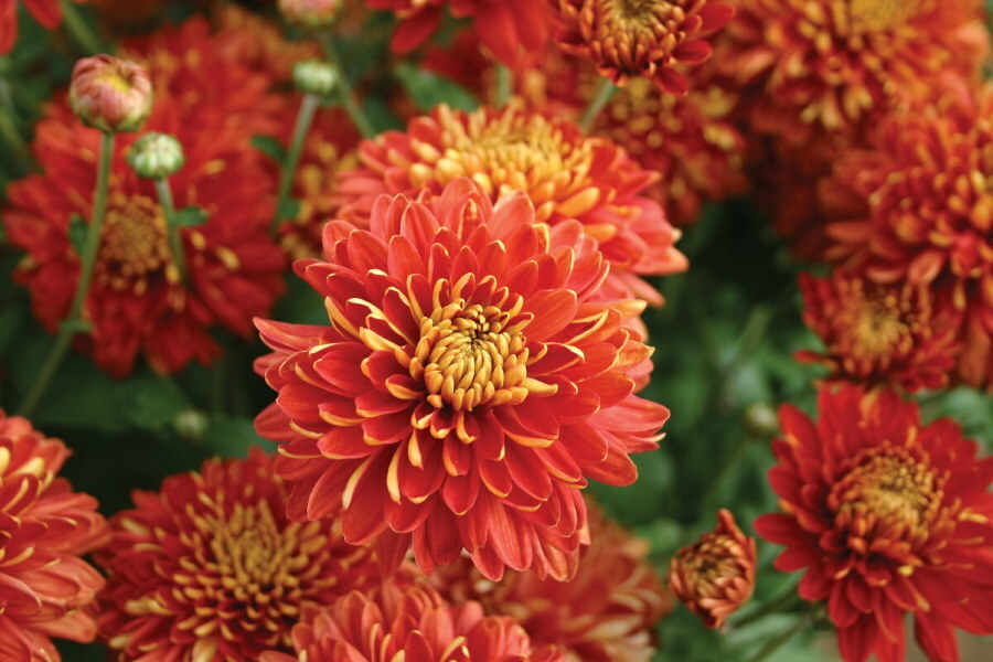 Červeno-bordové kvety chryzantémy odrody Regalia