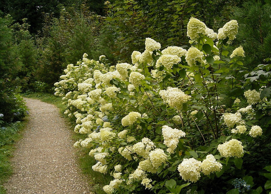Virágzó panicle hortenzia a kavicsos ösvény mentén