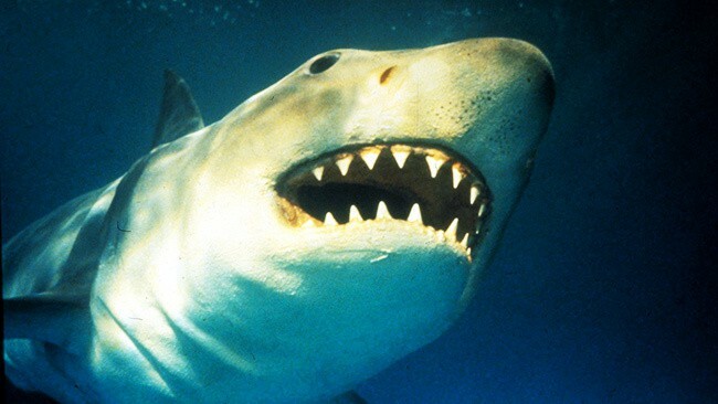 Top 10 beste haaienfilms