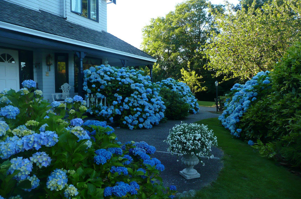 Monoclumba with blooming hydrangeas in summer