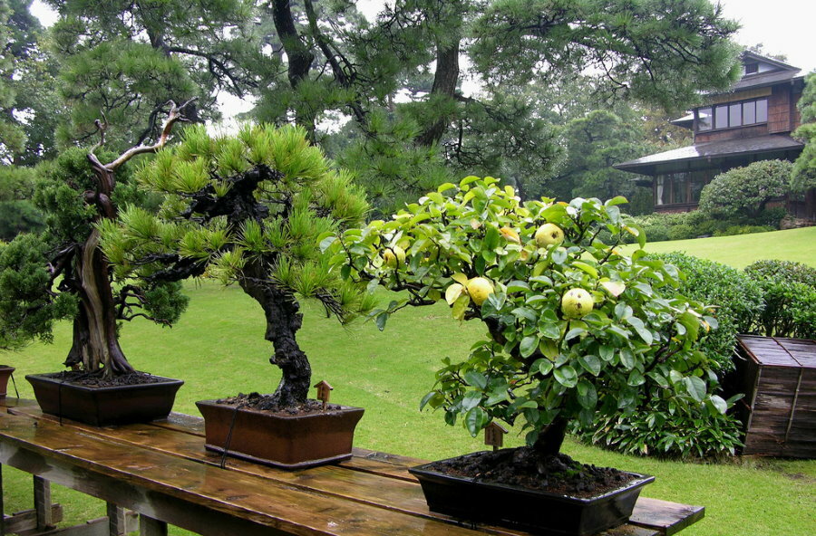 Bonsai nykštukiniai augalai vazonuose ant medinio stalo