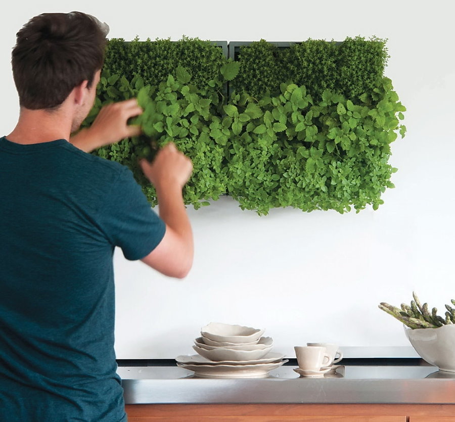 Faire pousser des herbes sur le mur de la cuisine dans l'appartement