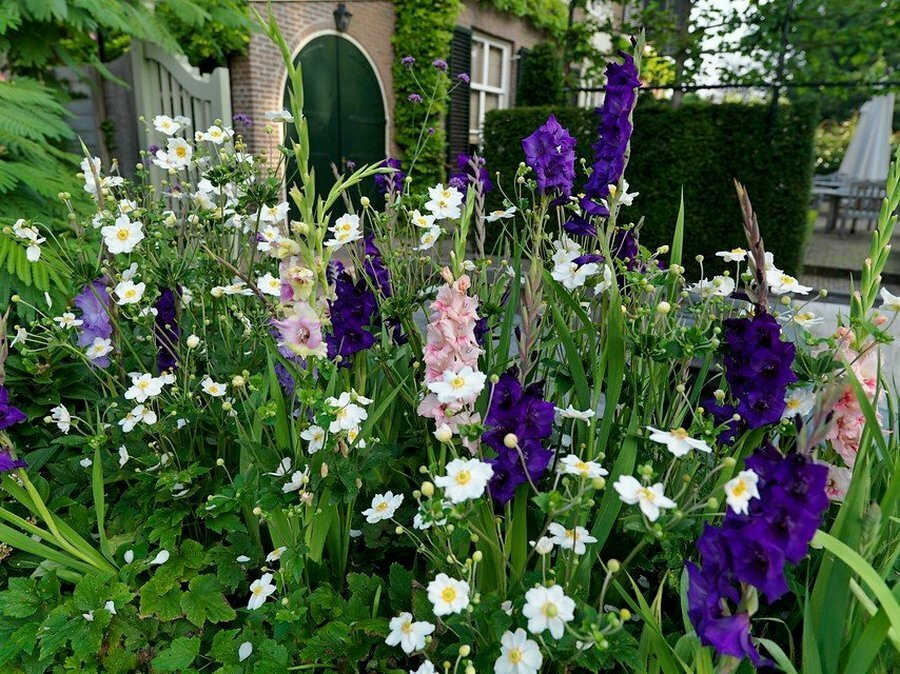 gladioly pre nápady na fotografovanie záhrad