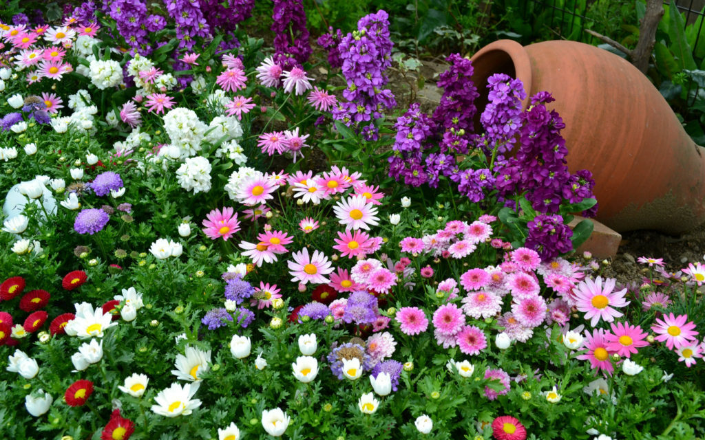 jednoročné kvety v záhrade