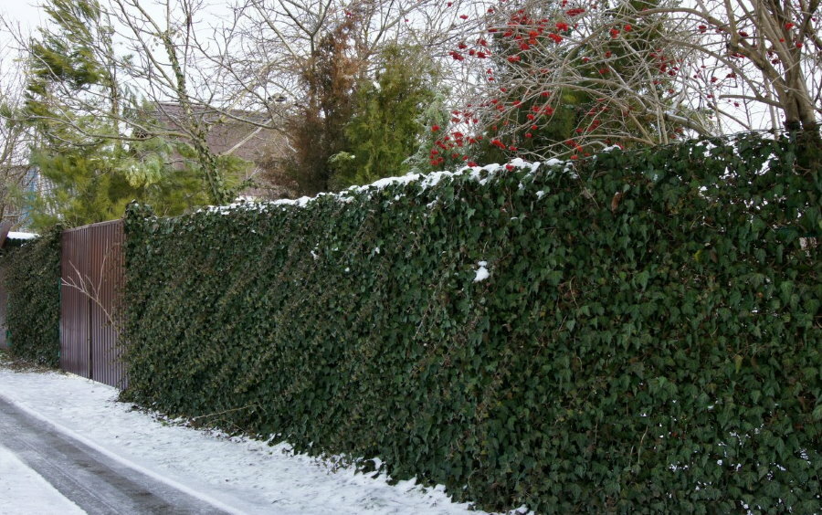 Live fence of fast growing ivy