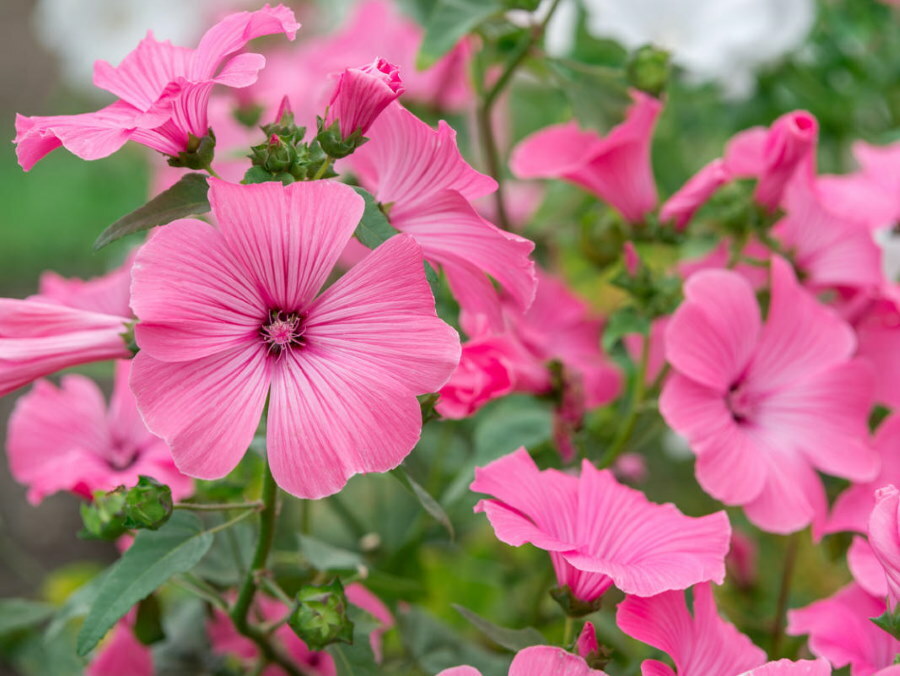 Pink flowers of a three-month-old lavatera close up