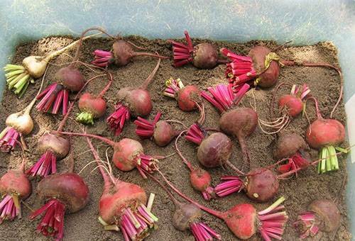 How to store beetroot in a cellar, a refrigerator and a cellar?