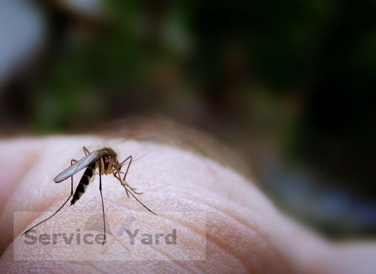 Boj proti komárom