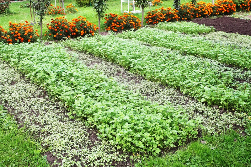 Resultatet av högsta kvalitet uppnås genom dubbelhänsyn - med hjälp kan utarmad jord återställas både i det öppna området och i växthuset.