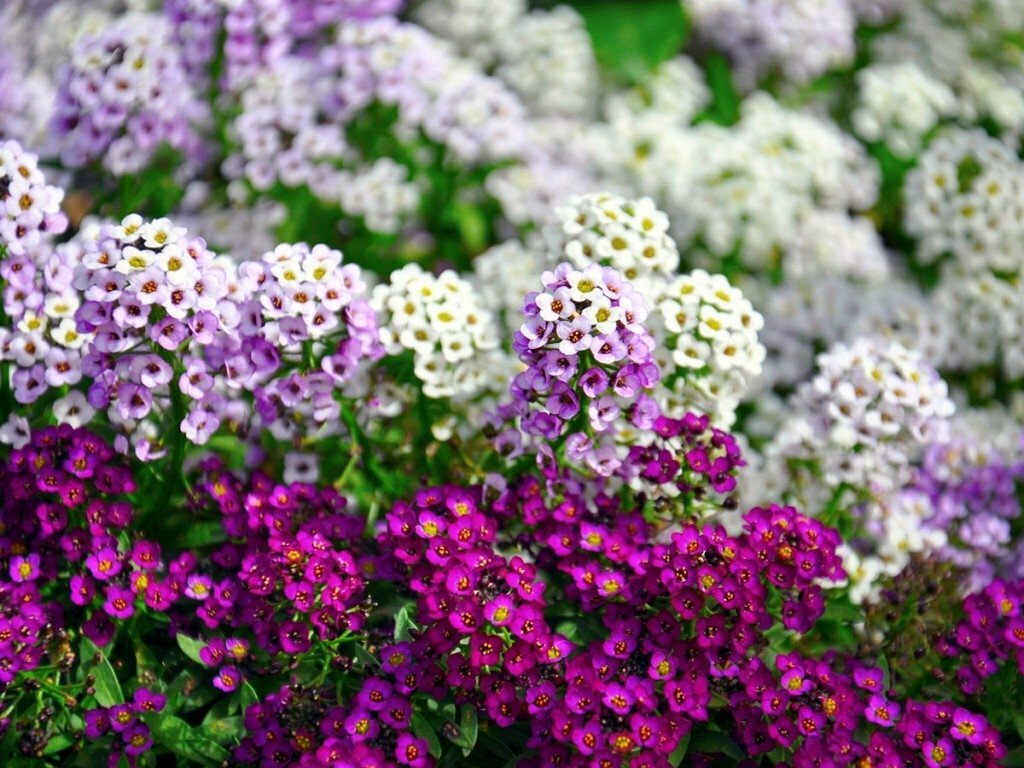 roczne kwiaty na zdjęciu w ogrodzie