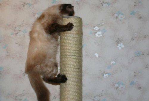 Come svezzare il gatto per strappare la carta da parati e rovinare le pareti?