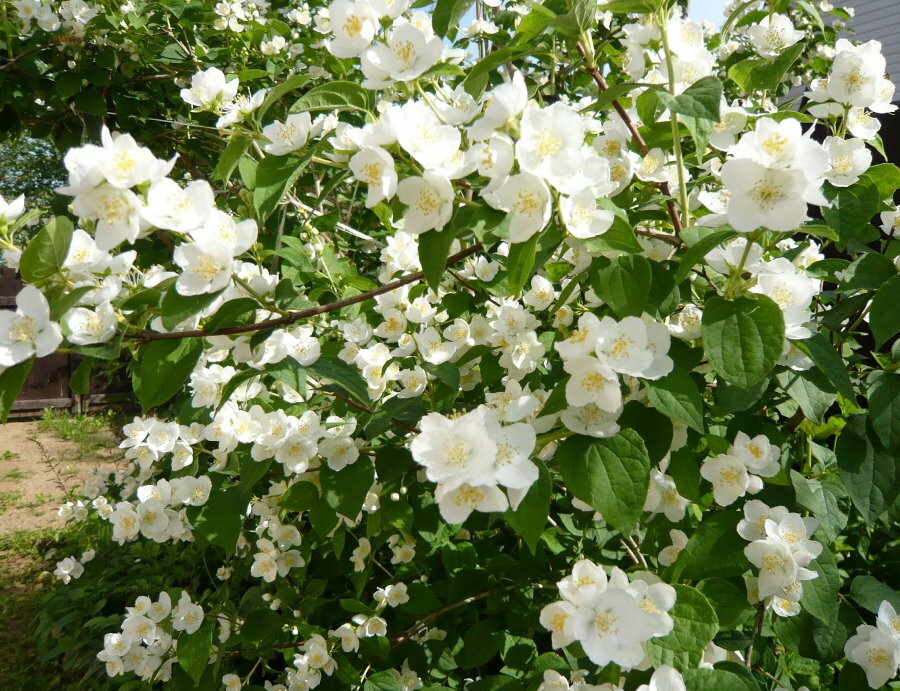 Fragrant jasmine during the period of abundant flowering in the country