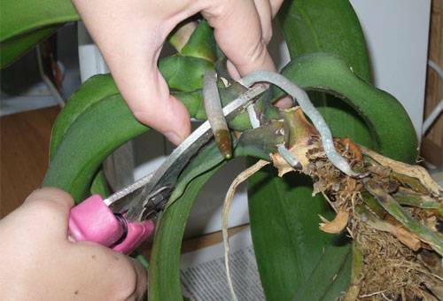 Amaryllis - cuidado en el hogar: reglas de plantación, contenido en estado de floración y descanso, tratamiento de enfermedades comunes