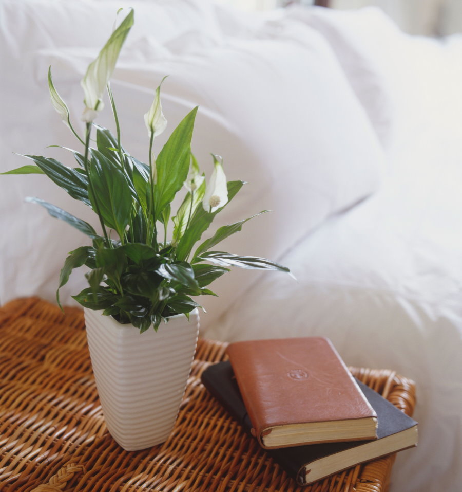 Spathiphyllum on the nightstand in the bedroom
