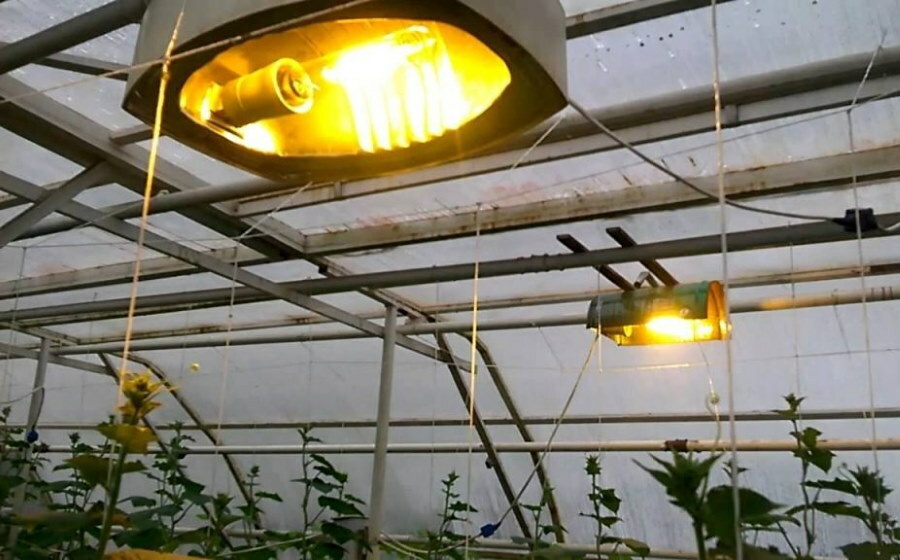 Iluminación de plantas en invernadero con lámpara de sodio.