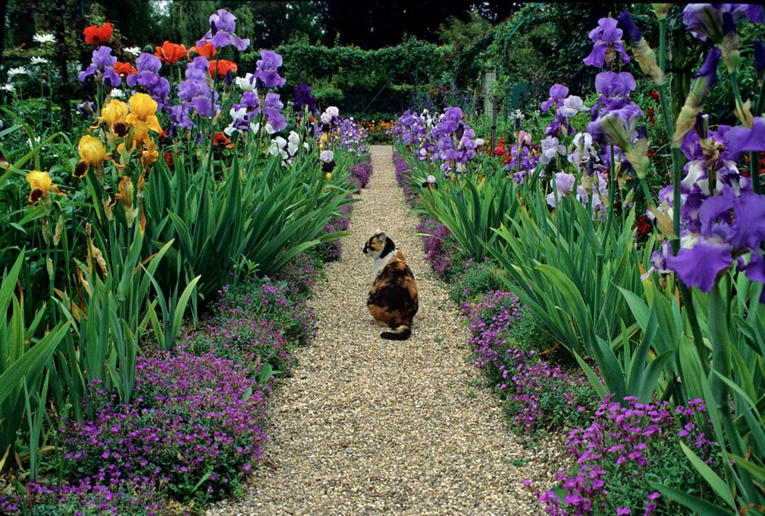 irises in the garden
