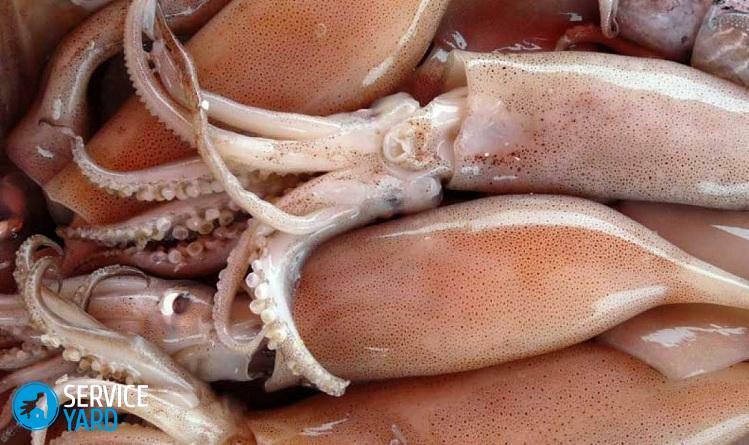 Hvordan rengjør blekksprut?