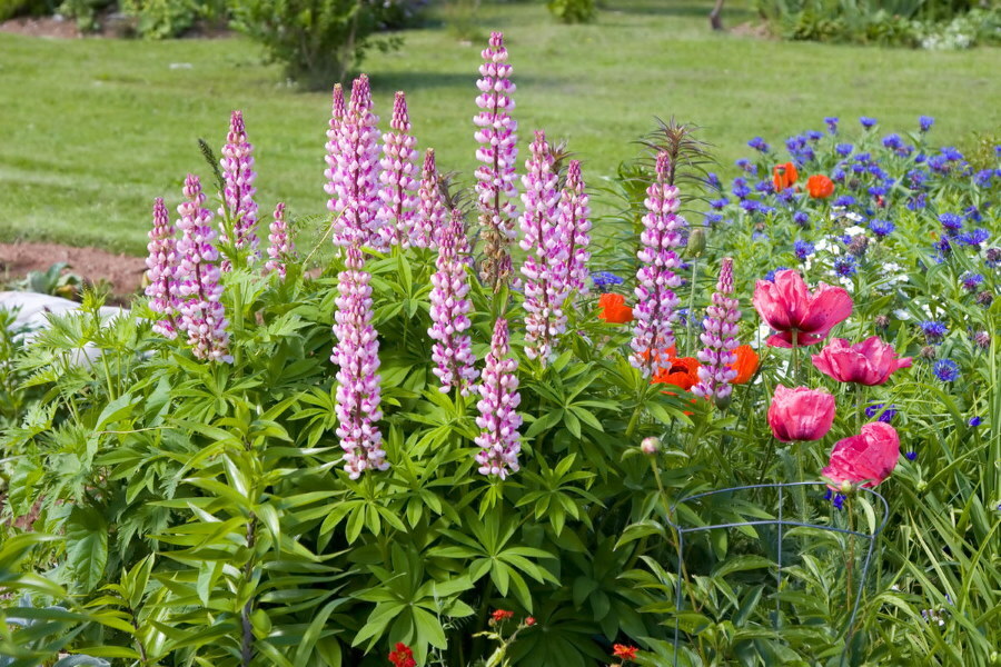 Beautiful arrows of lupine on a flower bed