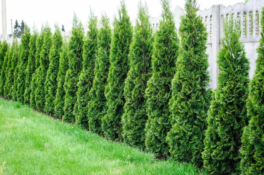 Living wall of western thuja along the fence