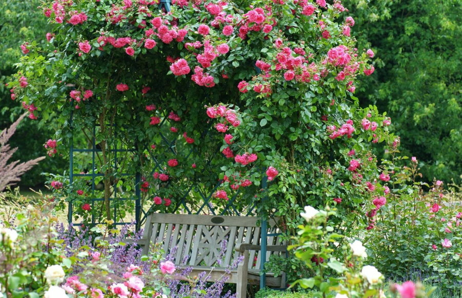 Jardinagem vertical do local com rosas trepadeiras