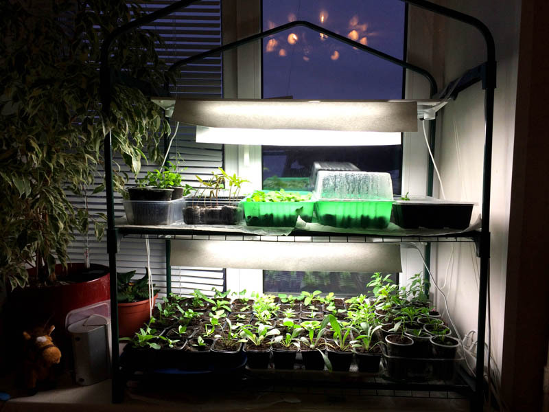 Om du inte vill täcka hela växthuset, lägg plast " lock" på värmeälskande växter