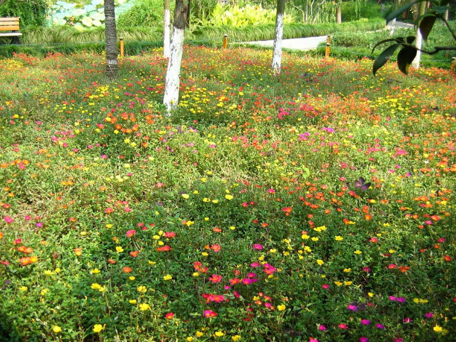 Blomstrende maurisk plen i et område med trær