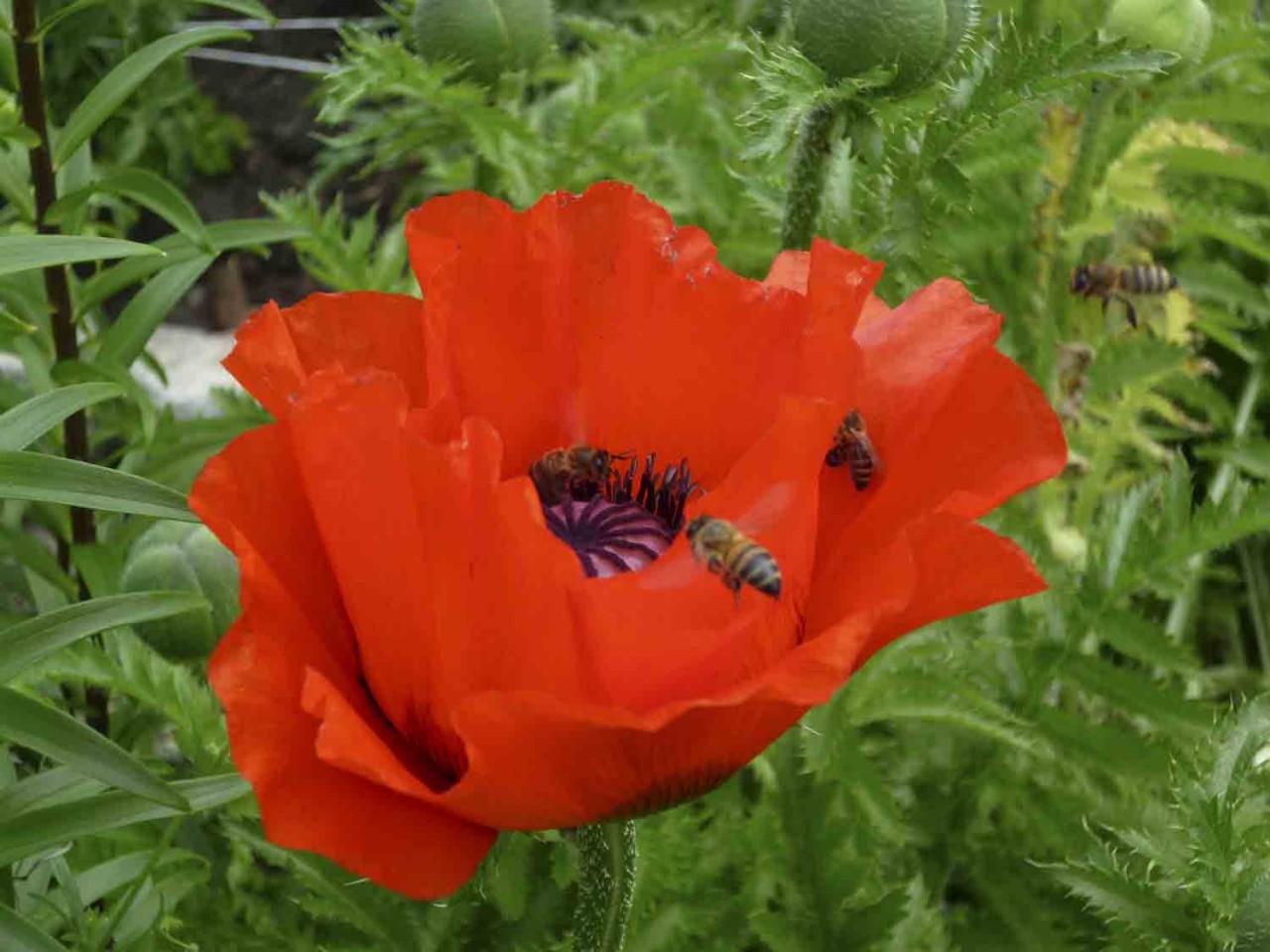turkish poppy in the garden